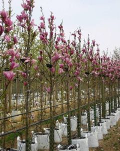 Zelden Superioriteit Intrekking Magnolia struik of boom kopen | TIP