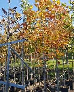 Liriodendron tulipifera